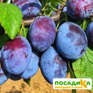 Слива Чачакская ранняя купить по цене от 229.00р. в интернет-магазине «Посадика» с доставкой почтой в в Новохоперске и по всей России – [изображение №1].