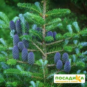 Пихта корейская (Abies koreana) купить по цене от 450.00р. в интернет-магазине «Посадика» с доставкой почтой в в Новохоперске и по всей России – [изображение №1].