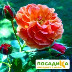 Роза Арабия купить по цене от 350.00р. в интернет-магазине «Посадика» с доставкой почтой в в Новохоперске и по всей России – [изображение №1].