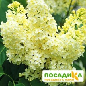 Сирень Примроуз (Primrose) купить по цене от 529.00р. в интернет-магазине «Посадика» с доставкой почтой в в Новохоперске и по всей России – [изображение №1].