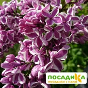 Сирень Сенсация купить по цене от 529.00р. в интернет-магазине «Посадика» с доставкой почтой в в Новохоперске и по всей России – [изображение №1].