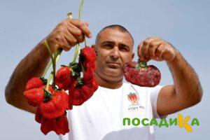 Клубника Гигант Джорнея купить по цене от 266р. в интернет-магазине «Посадика» с доставкой почтой в в Новохоперске и по всей России – [изображение №1].