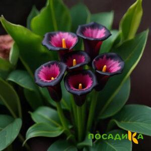 Калла Аура Лейс купить по цене от 400р. в интернет-магазине «Посадика» с доставкой почтой в в Новохоперске и по всей России – [изображение №1].