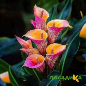 Калла Оникс купить по цене от 450р. в интернет-магазине «Посадика» с доставкой почтой в в Новохоперске и по всей России – [изображение №1].