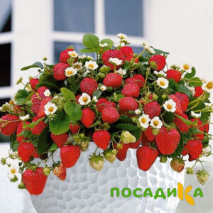 Клубника Рубиновый Шепот (горшечная) купить по цене от 240р. в интернет-магазине «Посадика» с доставкой почтой в в Новохоперске и по всей России – [изображение №1].
