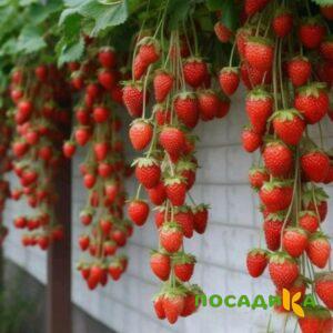 Клубника вьющаяся Комплимент купить по цене от 470р. в интернет-магазине «Посадика» с доставкой почтой в в Новохоперске и по всей России – [изображение №1].