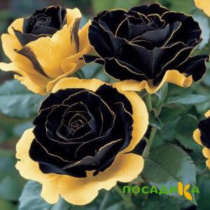 Роза Ханни Сикл купить по цене от 700р. в интернет-магазине «Посадика» с доставкой почтой в в Новохоперске и по всей России – [изображение №1].