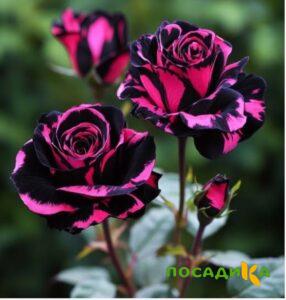 Роза Багровый Шепот купить по цене от 366р. в интернет-магазине «Посадика» с доставкой почтой в в Новохоперске и по всей России – [изображение №1].
