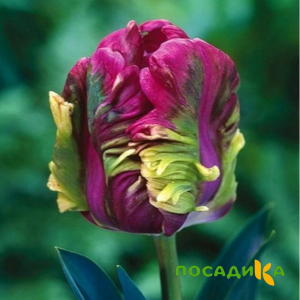 Тюльпан Экзотик Хэвен купить по цене от 186р. в интернет-магазине «Посадика» с доставкой почтой в в Новохоперске и по всей России – [изображение №1].