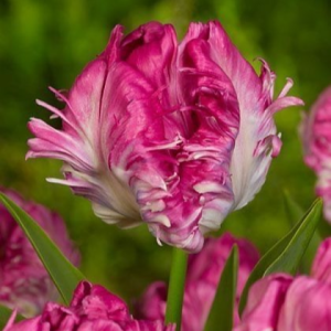 Тюльпан махровый Кул Кристал купить по цене от 400р. в интернет-магазине «Посадика» с доставкой почтой в в Новохоперске и по всей России – [изображение №1].